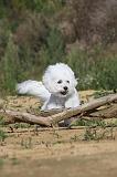 BICHON FRISE 265